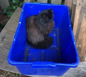 recycle-your-cat